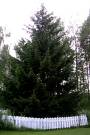 Kotikuusi kes�ll� 2003